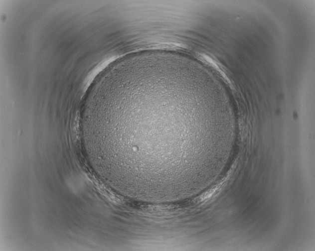 X0000060780875200511171240