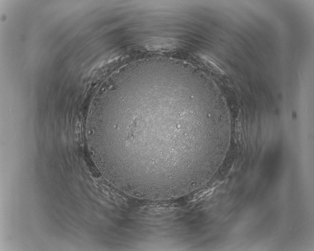 X0000060780917200511171239