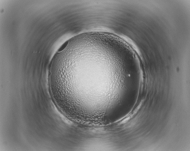 X0000060781006200511171238