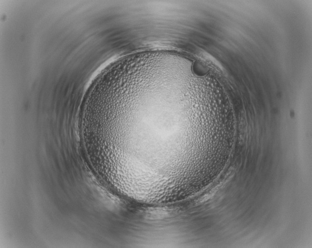 X0000060781182200511171235