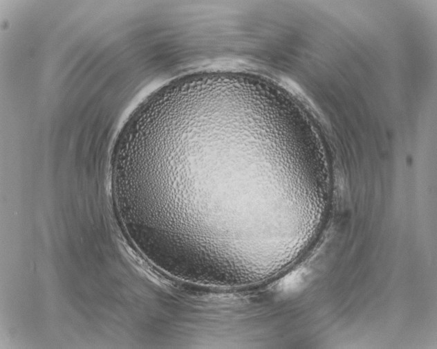 X0000060781232200511171235