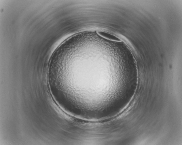 X0000060781244200511171235