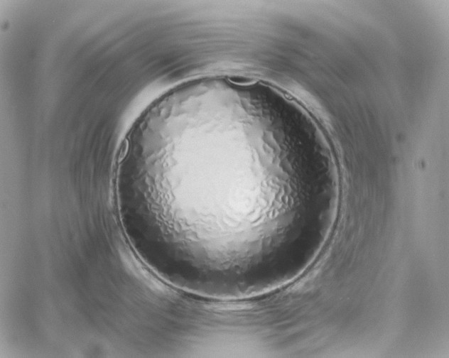 X0000060781296200511171233