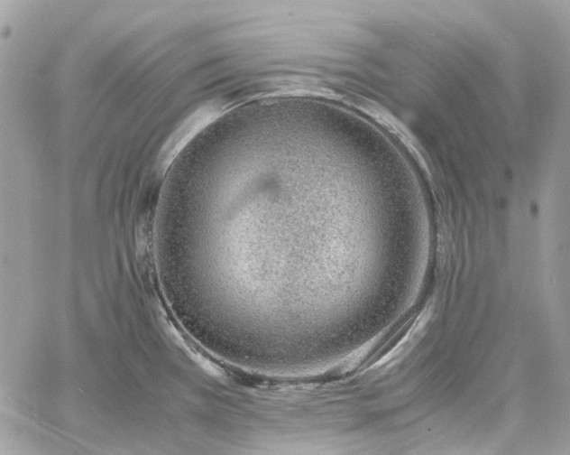 X0000060781385200511171232