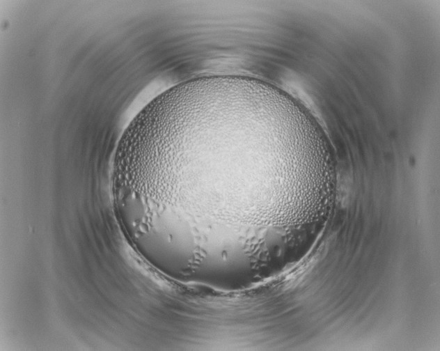 X0000060781386200511171232