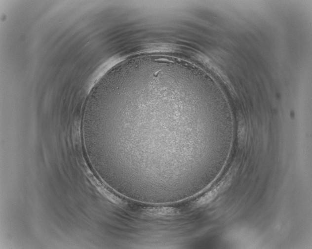 X0000060781417200511171231