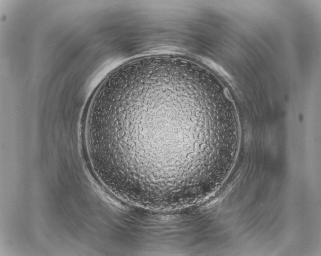 X0000060781423200511171231