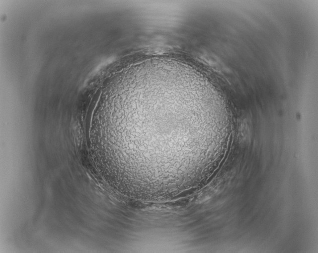 X0000060781446200511171231