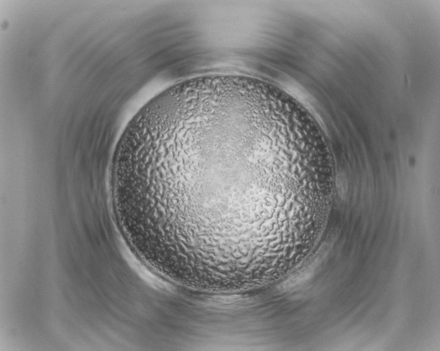 X0000060781482200511171230