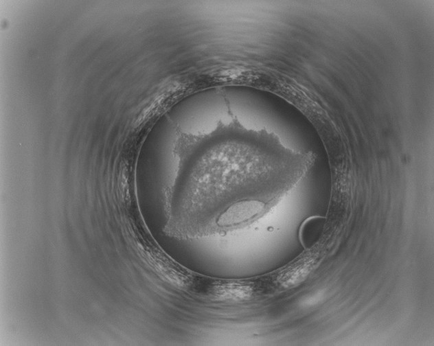 X0000060780754200511241819