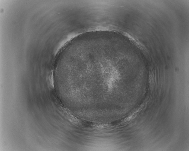 X0000060781262200511241810