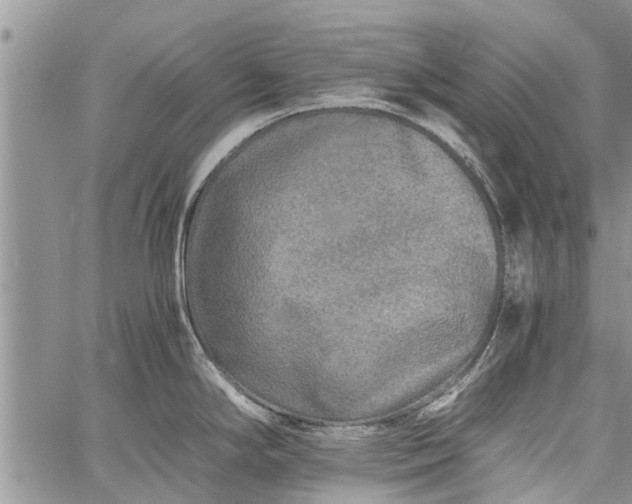 X0000060781294200511241810