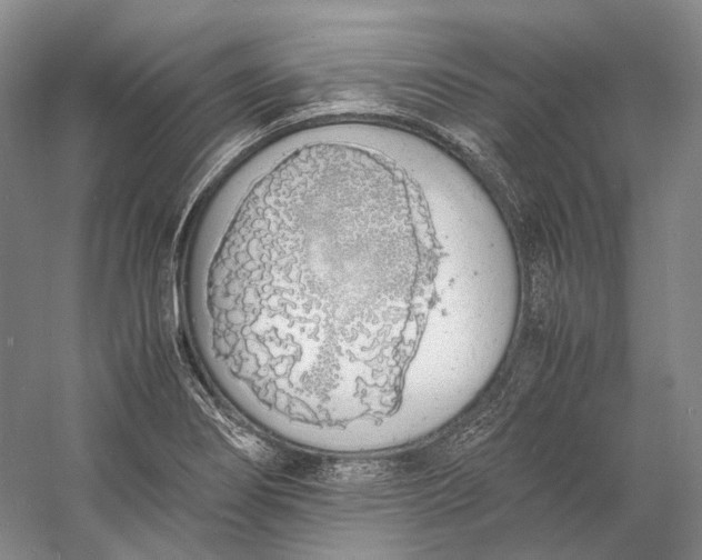 X0000060781274200512011629