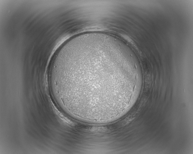 X0000060781466200512011625