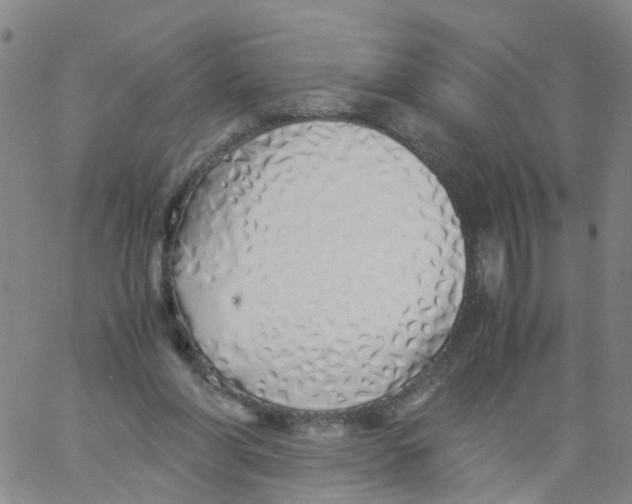 X0000060780206200512082107