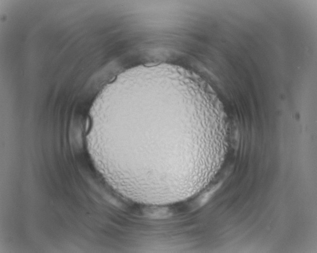 X0000060780334200512082105