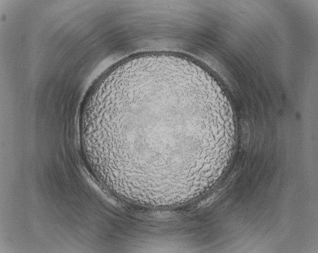 X0000060780982200512082054
