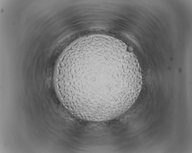 X0000060781015200512082053