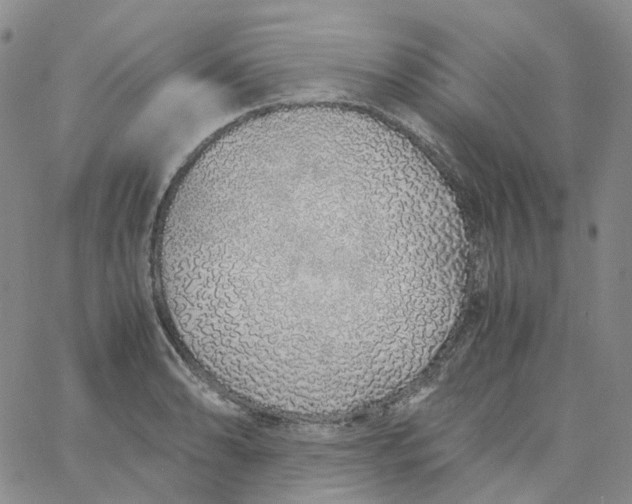 X0000060781086200512082052