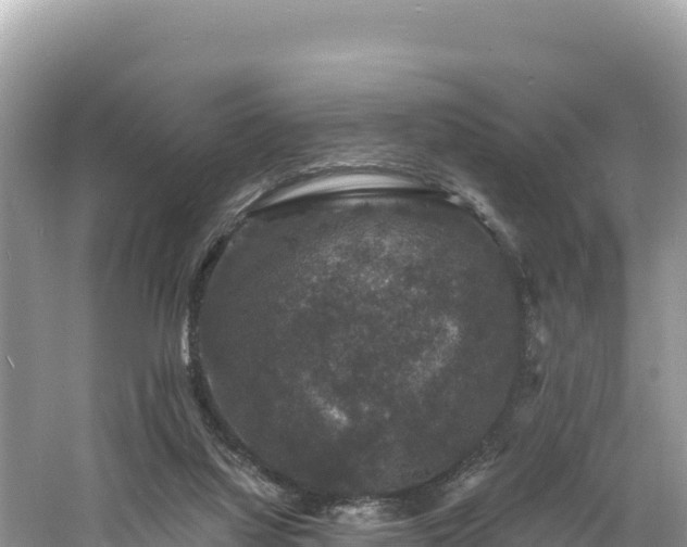 X0000060790068200511141455