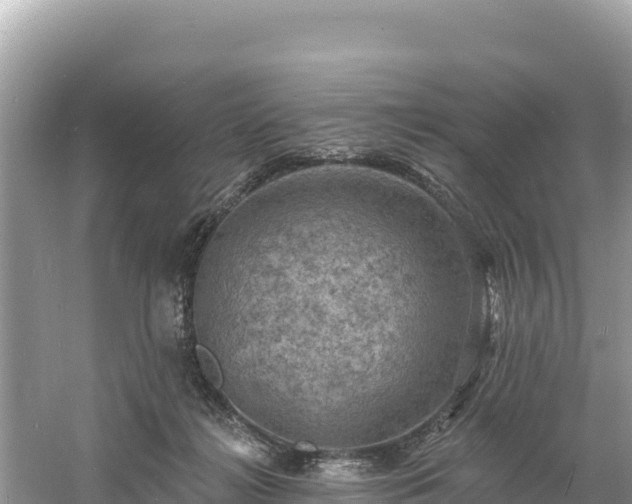 X0000060790268200511141451