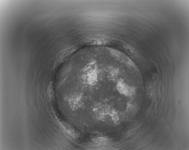 X0000060790594200511141446