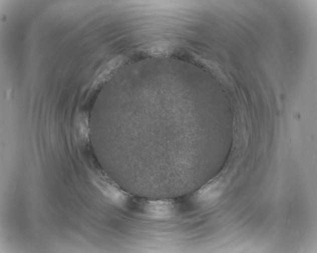 X0000060790240200511171316