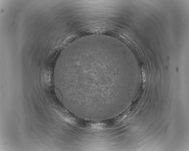 X0000060790268200511171316