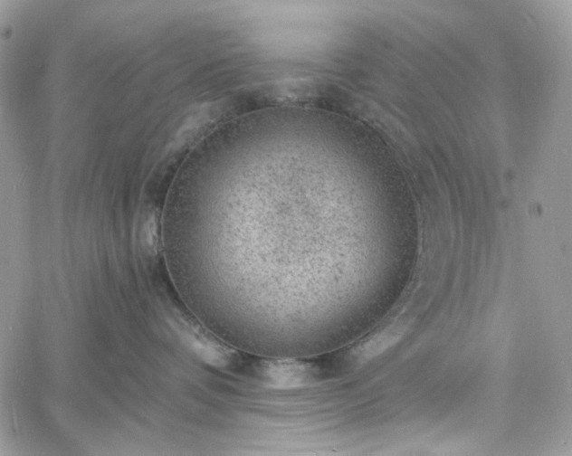 X0000060790336200511171314