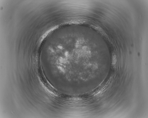 X0000060790444200511171312