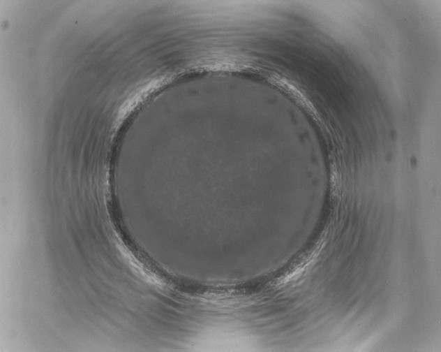 X0000060790725200511171307