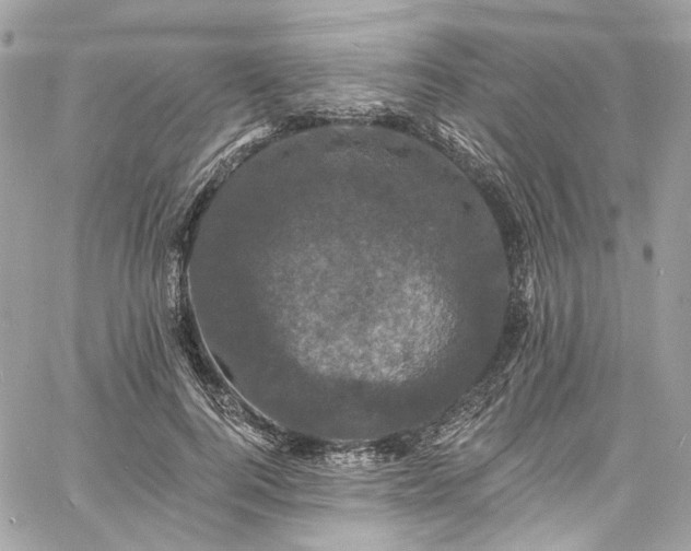 X0000060790744200511171308