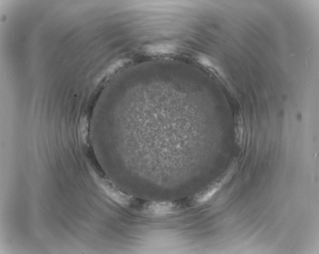 X0000060790767200511171308