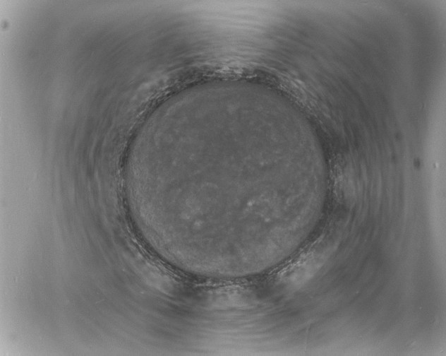 X0000060790769200511171307