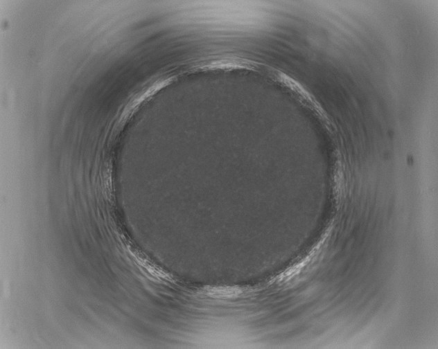 X0000060790825200511171306