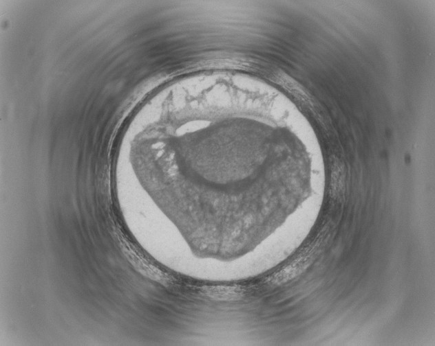 X0000060790836200511171306