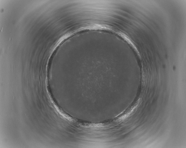 X0000060790845200511171306