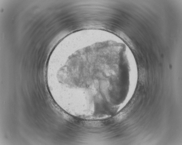 X0000060790856200511171306