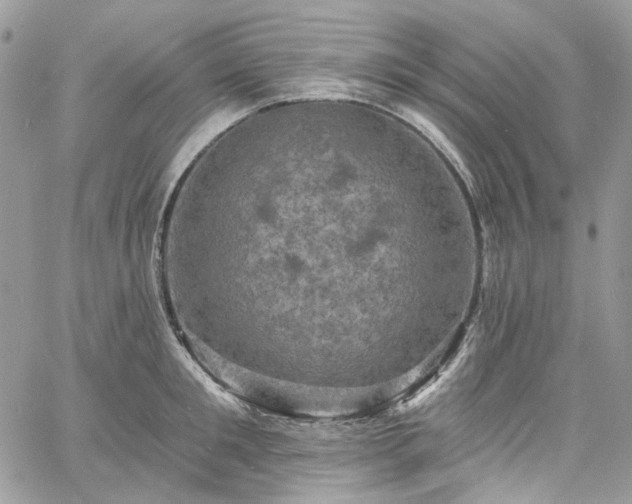 X0000060790901200511171305