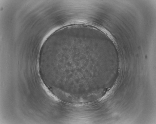 X0000060790904200511171305