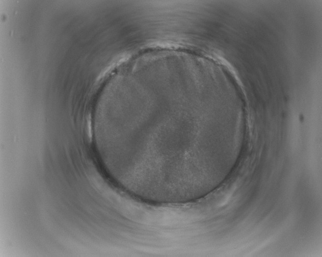 X0000060790020200511241856