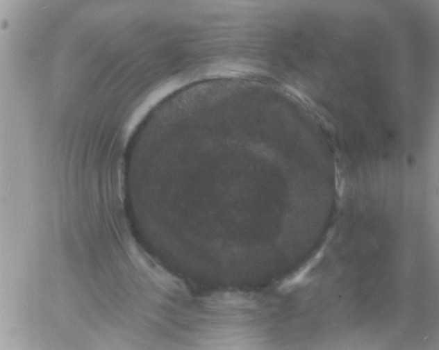 X0000060790244200511241852