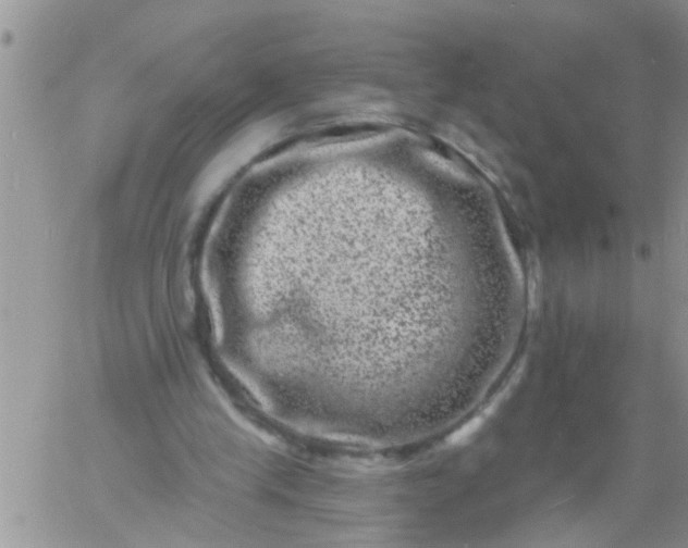 X0000060790245200511241852