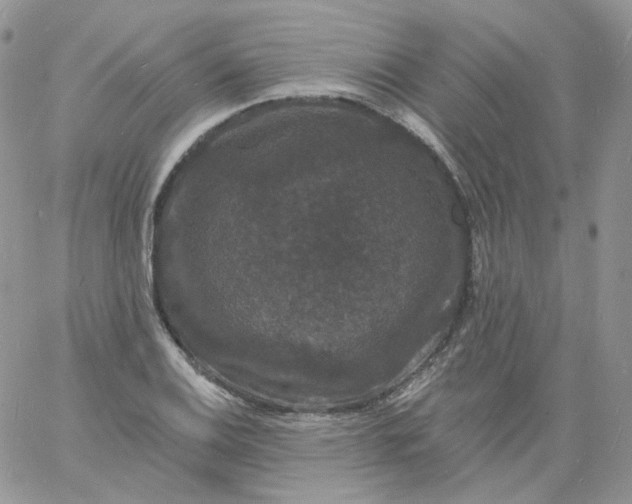 X0000060791124200511241838