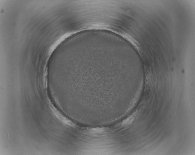 X0000060791126200511241838