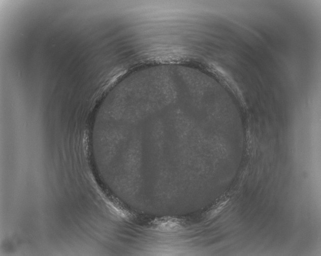 X0000060790113200512011716