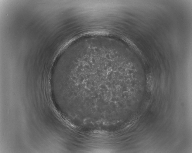 X0000060790487200512011710