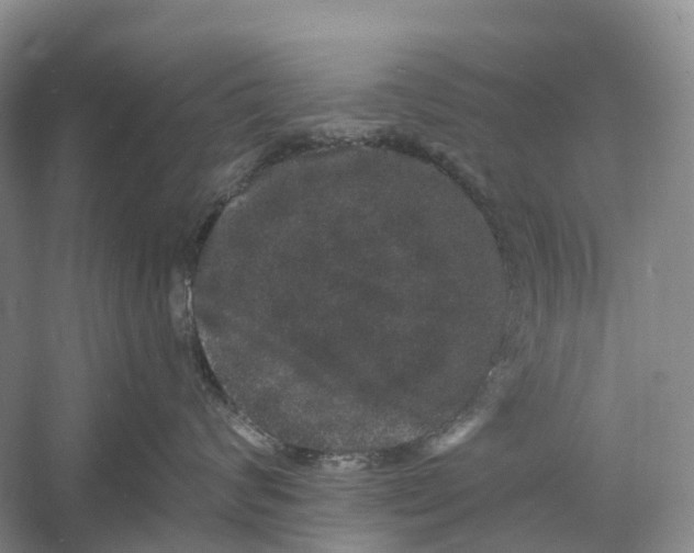 X0000060790624200512011707