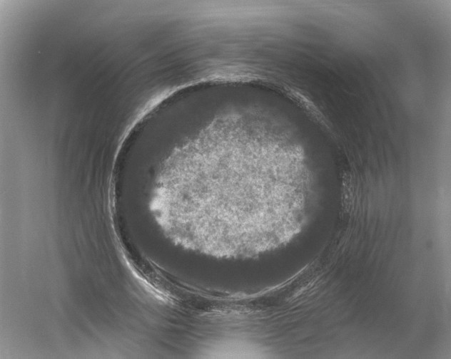 X0000060790726200512011705