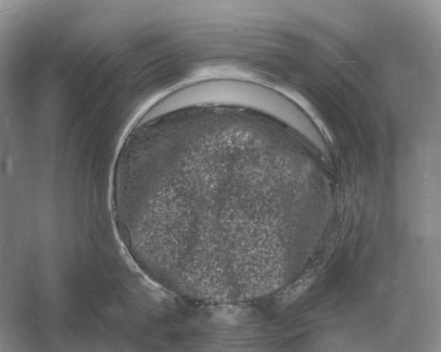 X0000060790815200512011704